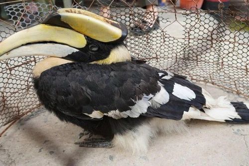 Đi làm ruộng, người dân Tây Ninh phát hiện loài chim quý hiếm