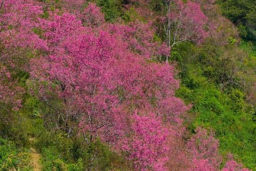 Hoa tớ dày nở rộ, Mí Háng gọi mời du khách