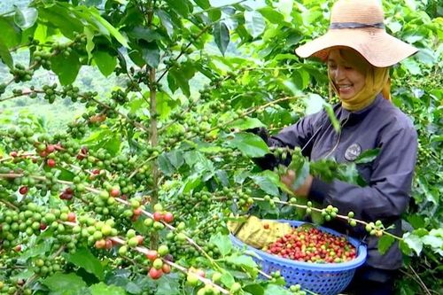 Cà phê sắp thu 8 tỷ USD, nông dân Tây Nguyên vào vụ 'hái tiền tỷ'