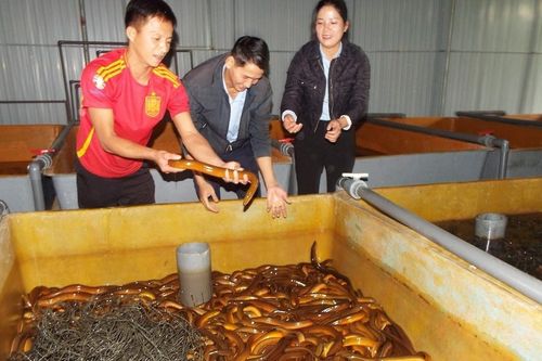 Nuôi lươn không cần bùn, nông dân Hà Tĩnh bỏ túi trăm triệu mỗi năm