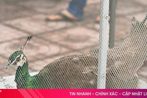 Bàn giao cá thể chim công lục quý hiếm cho Vườn Quốc gia Vũ Quang