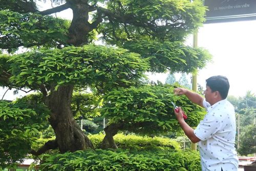 Bảo tàng bonsai tư nhân độc đáo tại miền Tây