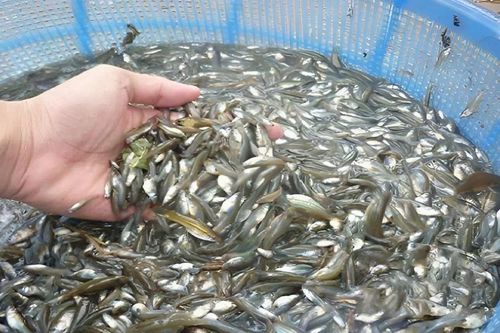 Loại cá bé tí ở kênh rạch là đặc sản miền Tây cực ngon, kho tiêu ăn với cơm nóng hết sảy