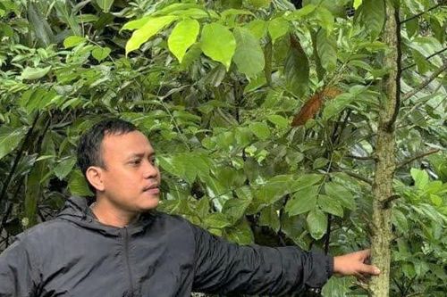 Trưởng thôn Cơ Tu làm gương trồng rừng gỗ lớn