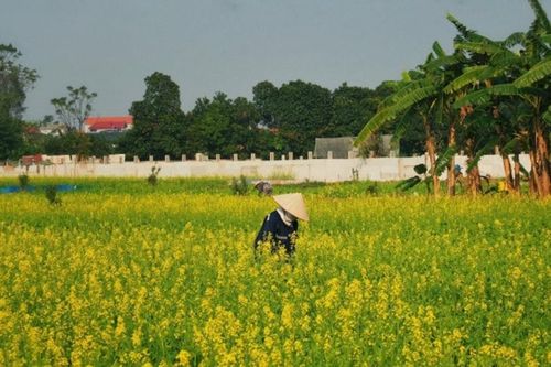 Hà Nội: Cánh đồng hoa cải vàng Thuận An vào mùa nở rộ