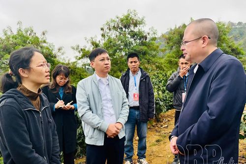 Đoàn công tác Trung Quốc khảo sát sản xuất, chế biến cà phê tại xã Mường Ảng