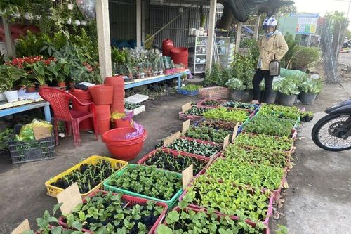 Thú vui tự trồng hoa tết tại nhà