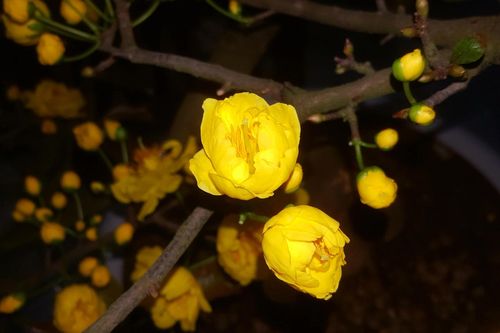 Mùa hương
