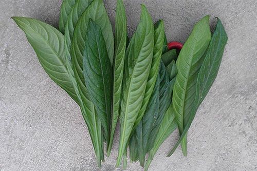 6 tác dụng không ngờ của lá xương sông