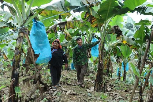 Những mô hình kinh tế làm thay đổi diện mạo Bản Mo