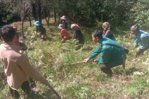 Xã Khao Mang khó đạt kế hoạch về chỉ tiêu trồng rừng mới