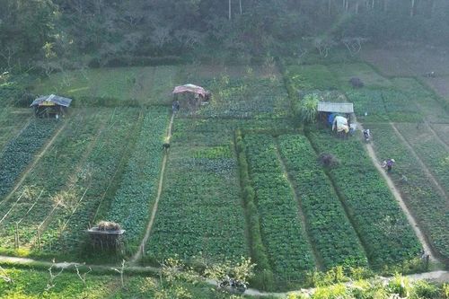 Bắc Hà đẩy mạnh tuyên truyền người dân chuyển đổi sang mô hình chuyên canh rau an toàn