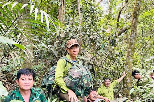 Chuyển biến tích cực trong ngăn chặn phá rừng ở Núi Ông