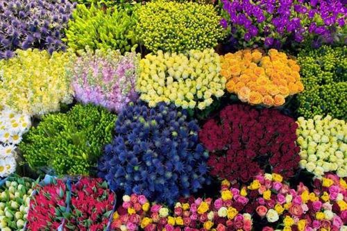 Mẹo hãm hoa Tết nở chậm để rực rỡ đúng 3 ngày Tết
