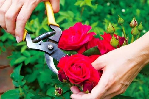 Mẹo giữ hoa tươi lâu bền màu và không thối nước cực đơn giản