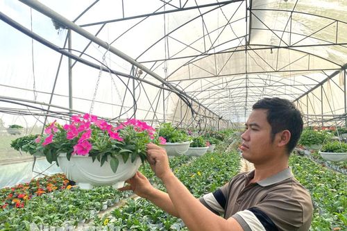 Làng hoa Ninh Phúc tất bật vào vụ Tết