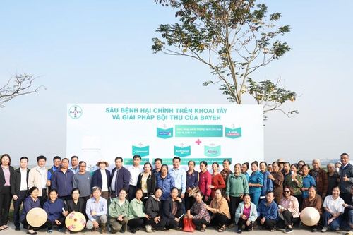 Bắc Ninh: Thuốc bảo vệ thực vật sinh học giúp khoai tây khỏe cây, sai củ, giảm tỷ lệ chết