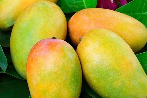 Loại quả 'tốt nhất thế giới', Việt Nam trồng bạt ngàn thành đặc sản chỉ từ 10.000 đồng/kg, tốt cho sức khỏe
