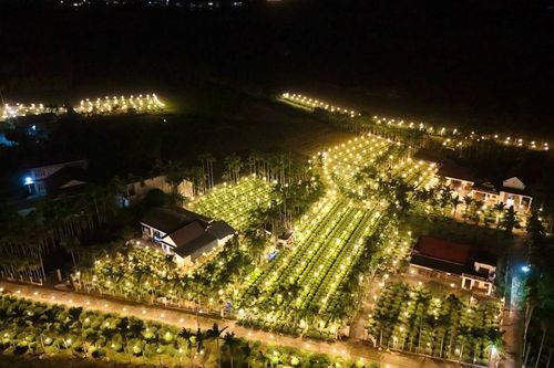 Quảng Ngãi: Chong đèn thâu đêm 'nuôi' hoa cúc Tết