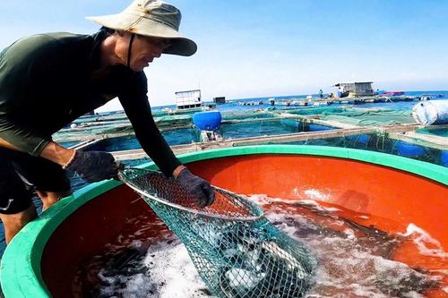 Phát triển kinh tế từ mô hình nuôi cá bớp bằng lồng bè trên biển