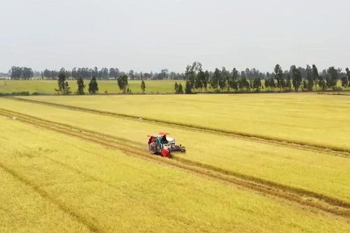 Hình thành 5 vùng nguyên liệu nông, lâm sản đạt chuẩn