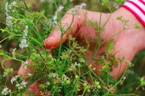 Loại rau thơm quen thuộc là vị thuốc trị cảm, giúp ngủ ngon