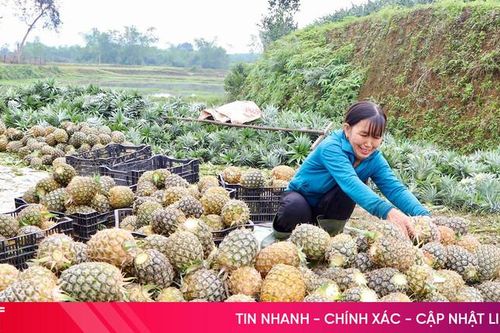 Dứa Cayen cho 'quả ngọt' trên đất đồi Hà Tĩnh