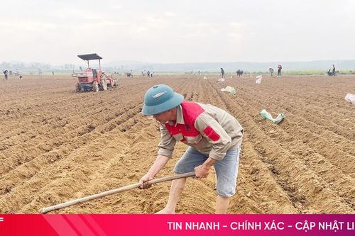 Liên kết sản xuất mở đường cho nông dân vùng biên giảm nghèo