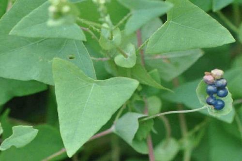 Loại rau mọc dại khiến loài rắn phải tránh xa, hương vị cực lạ miệng