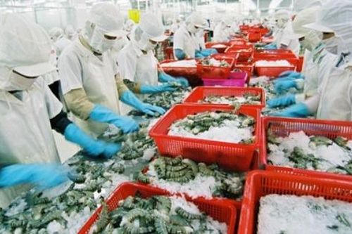 Xuất khẩu tôm của Việt Nam hướng tới kỷ lục mới sau 11 tháng năm 2025