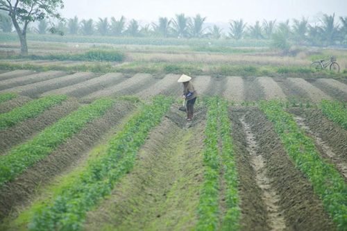 Phát triển diện tích liên kết trồng khoai tây vụ đông xuân