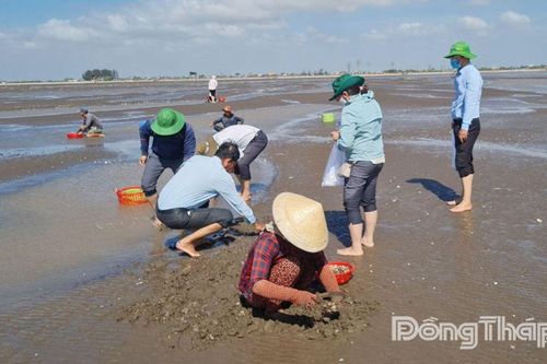Nghêu thương phẩm được giá