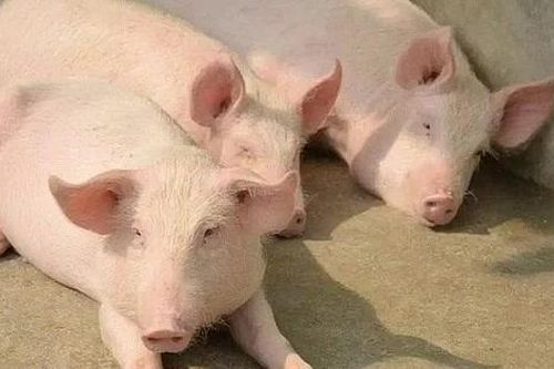 Giá heo hơi tiến sát mốc 70.000 đồng/kg