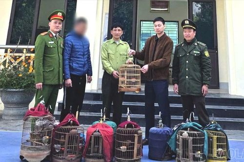 Vận động người dân tự nguyện giao nộp 13 cá thể chim hoang dã