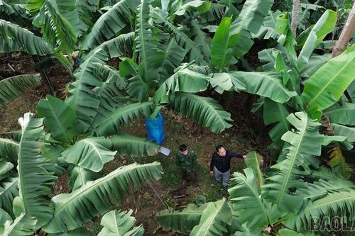 Xuân Hòa: Thay đổi tư duy sản xuất vùng đồng bào dân tộc thiểu số