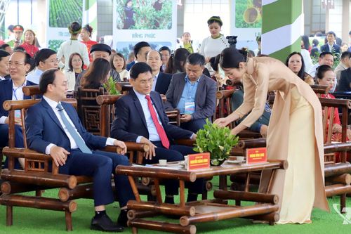Thái Nguyên tìm giải pháp phát triển ngành chè bền vững