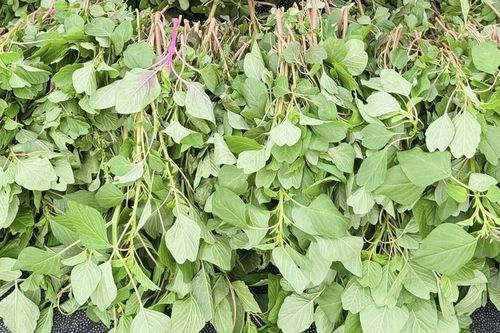Chỉ vài nghìn 1 bó, chế biến rau này thêm trứng thành món ngon bổ dưỡng cho xương khớp ngày lạnh