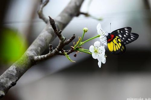 Hoa đào, lê, mận bung nở khoe sắc sớm dù 2 tháng nữa mới đến Tết Nguyên đán