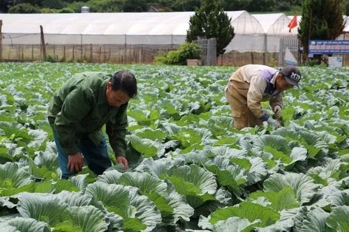 Tăng sản lượng, chất lượng nông sản, thúc đẩy tiêu thụ dịp cuối năm