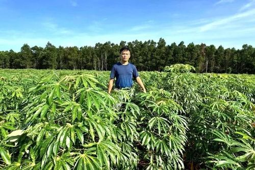 Giống sắn STB1 gieo kỳ vọng cho nông dân Bắc Trung Bộ