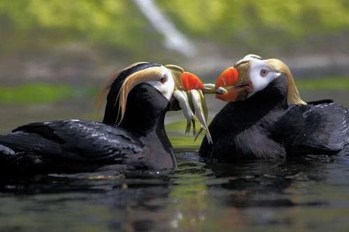 Kỹ năng đặc biệt của loài 'quái điểu' vùng biển lạnh giá Alaska