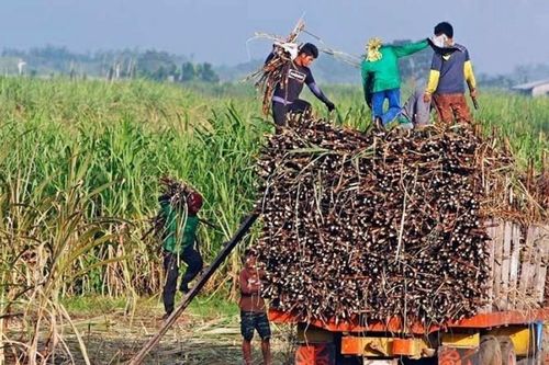 Philippines gia hạn lệnh cấm nhập khẩu đường hết tháng 12/2026