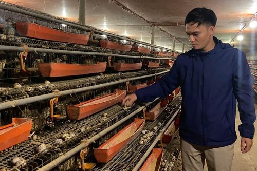 9X khởi nghiệp nuôi chim cút, lãi hơn 200 triệu đồng/năm