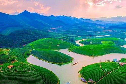Đảo chè Cầu Cau - Viên ngọc xanh bao giờ phát sáng?