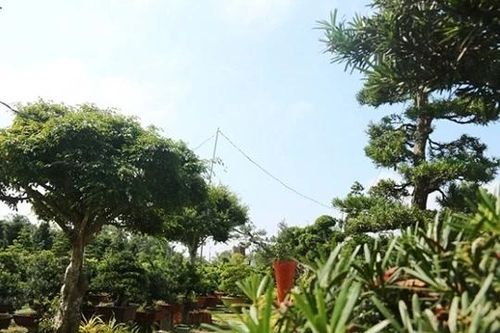 Khám phá bảo tàng bonsai tư nhân triệu đô ở miền Tây