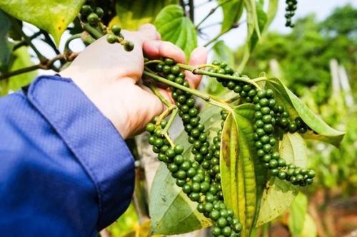Chuẩn hóa hướng dẫn C/O để nâng năng lực thực thi FTA