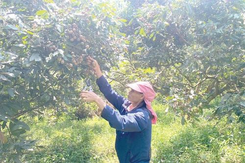 Nông dân liên kết sản xuất - nâng tầm thương hiệu sản phẩm