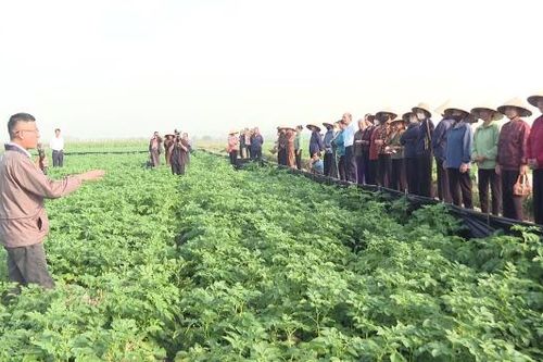 Hiệu quả ứng dụng sản phẩm sinh học vào trồng khoai tây vụ đông
