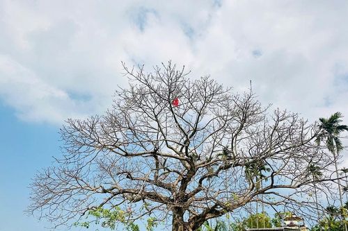 Cây đa làng Phong Hồ
