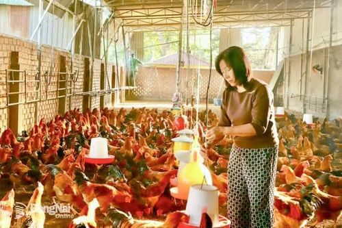 Nuôi đặc sản gà trống thiến vụ Tết
